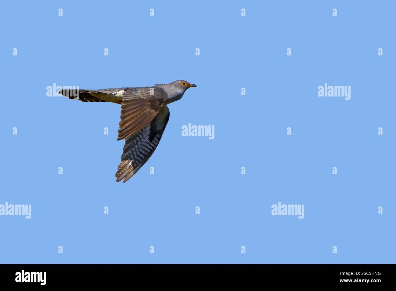 Cucù comune (Cuculus canorus) maschio adulto che vola contro il cielo blu in primavera Foto Stock