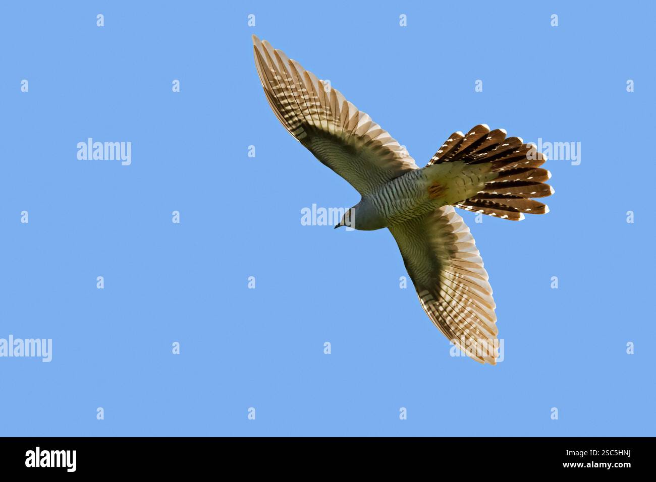 Cucù comune (Cuculus canorus) maschio adulto che vola contro il cielo blu in primavera Foto Stock