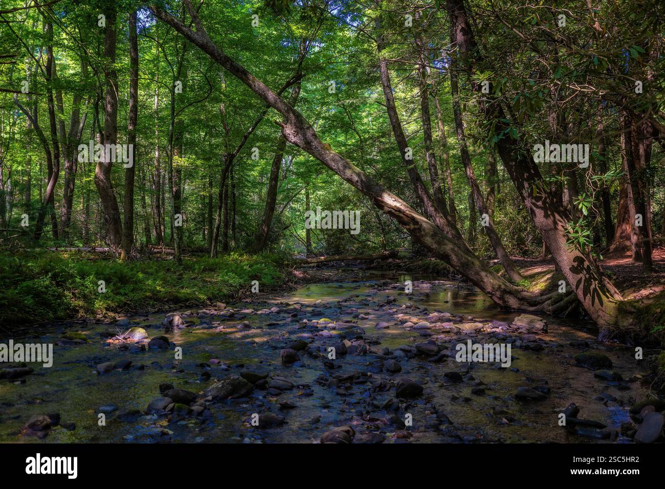 Le viste panoramiche estive di Cades si estendono nello Smoky Mountain National Park nel Tennessee. Foto Stock