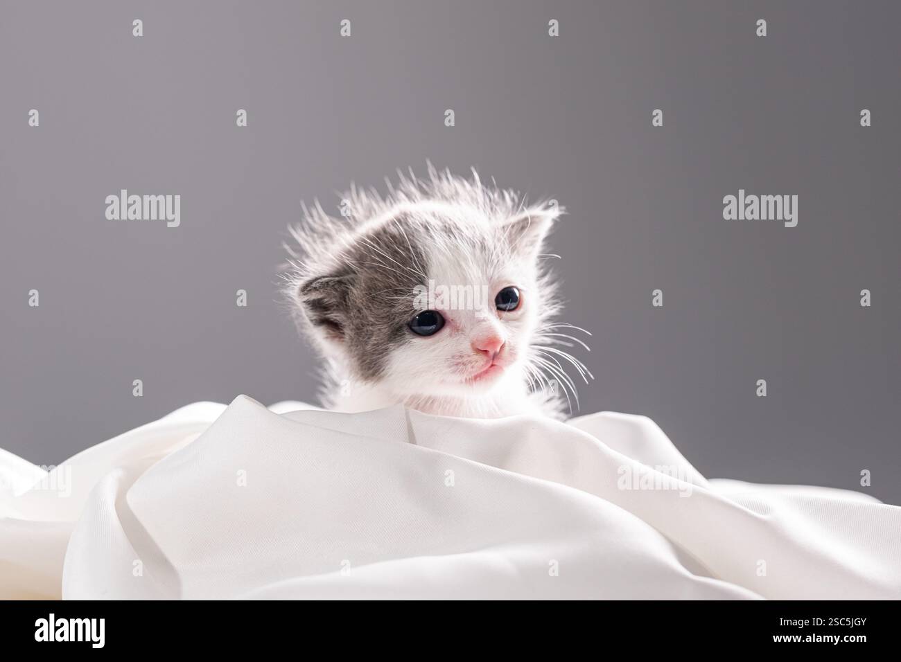 Questa foto presenta un adorabile gattino minuscolo con un mix di pellicce bianche e grigie. Foto Stock