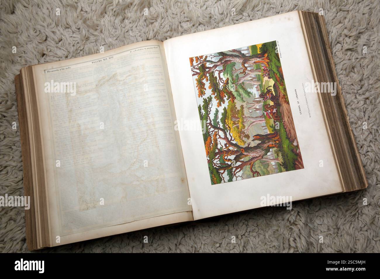 Litografia dei Cedri del Libano Antica Ottocento la Bibbia della famiglia illustrata Nazionale - la Sacra Bibbia con commenti di Scott ed Enrico c Foto Stock