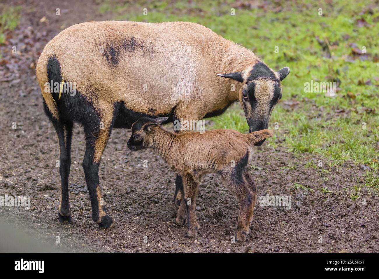Una pecora nana camerunese o camerunese, Ovis gmelini, che succhia il suo agnello in una foresta Foto Stock