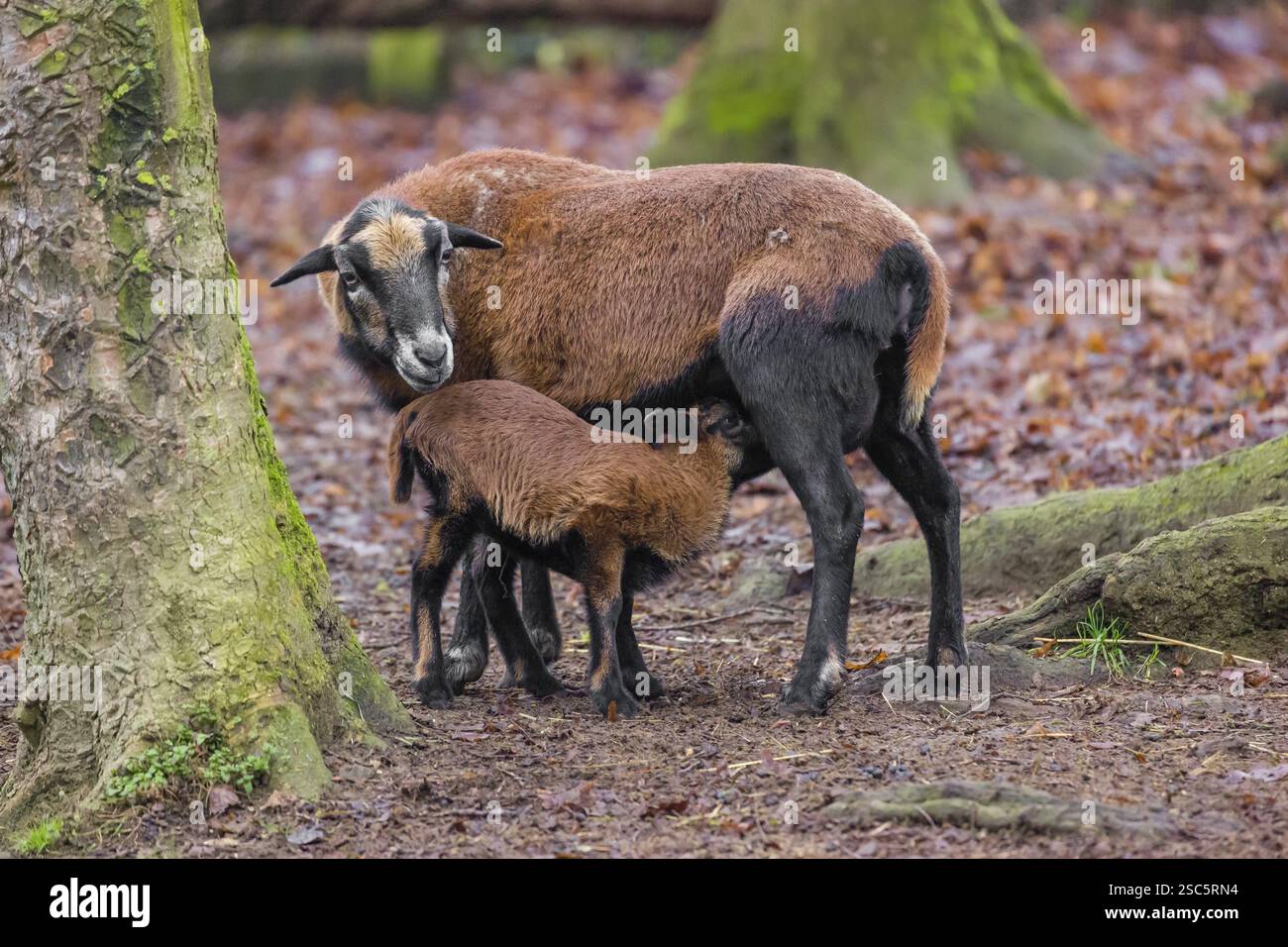 Una pecora nana camerunese o camerunese, Ovis gmelini, che succhia il suo agnello in una foresta Foto Stock