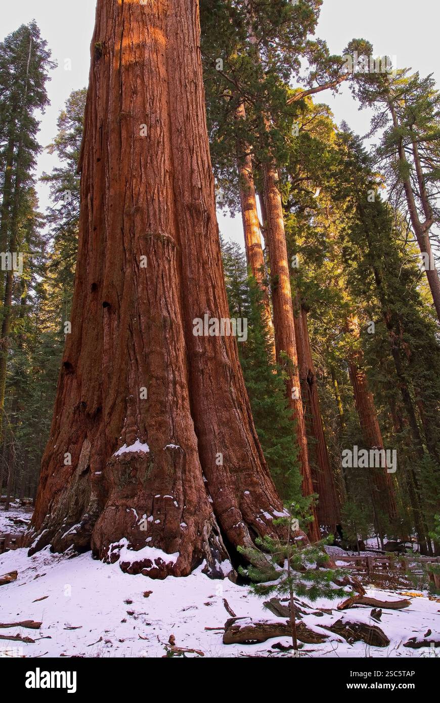 Tronchi giganti di sequoia nella foresta di conifere miste nel tardo autunno terreno innevato del Parco Nazionale delle sequoie Foto Stock