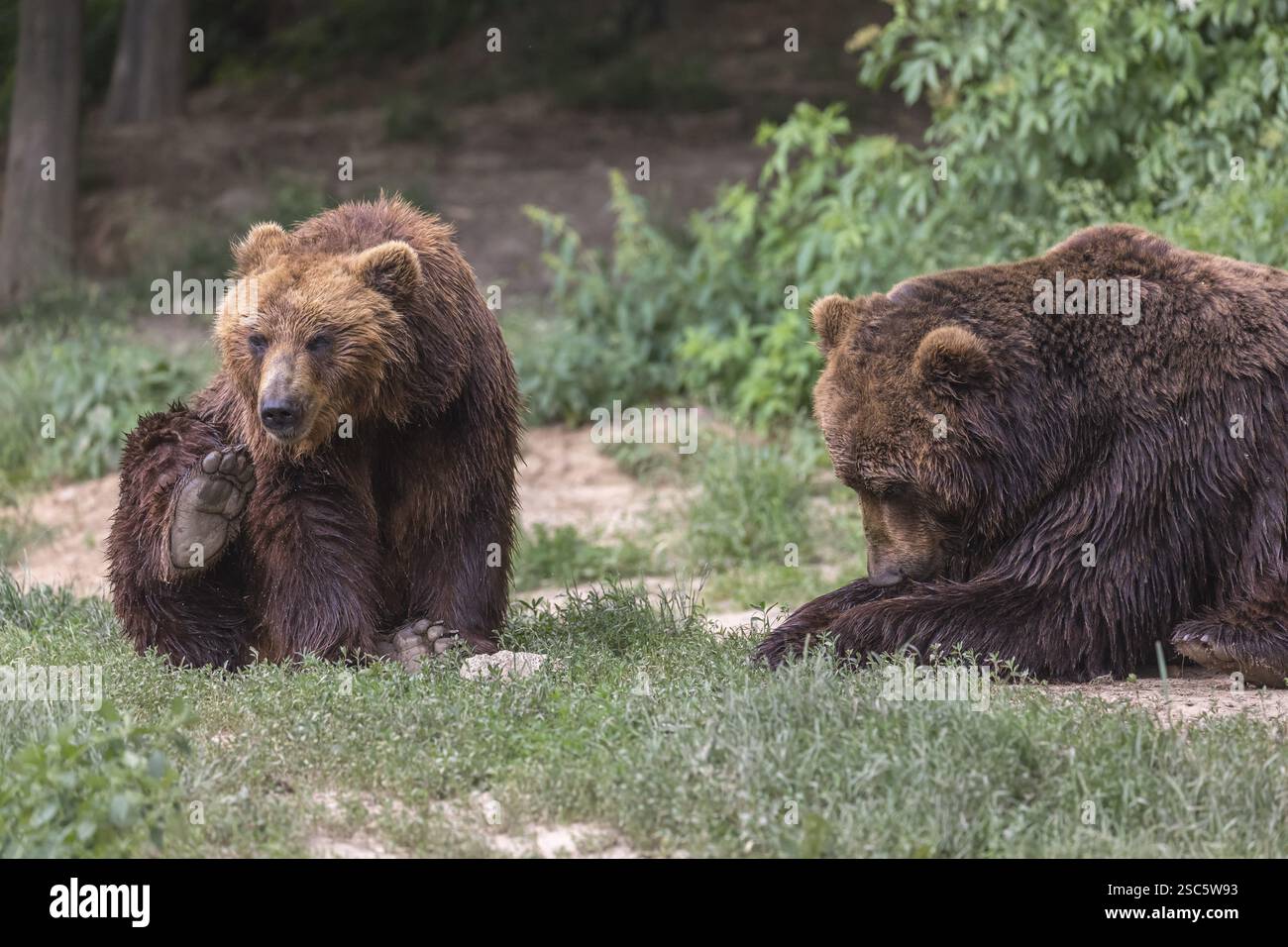 Due orsi bruni della Kamchatka (Ursus arctos piscator), che riposano in una foresta. Un po' di vegetazione verde sullo sfondo Foto Stock