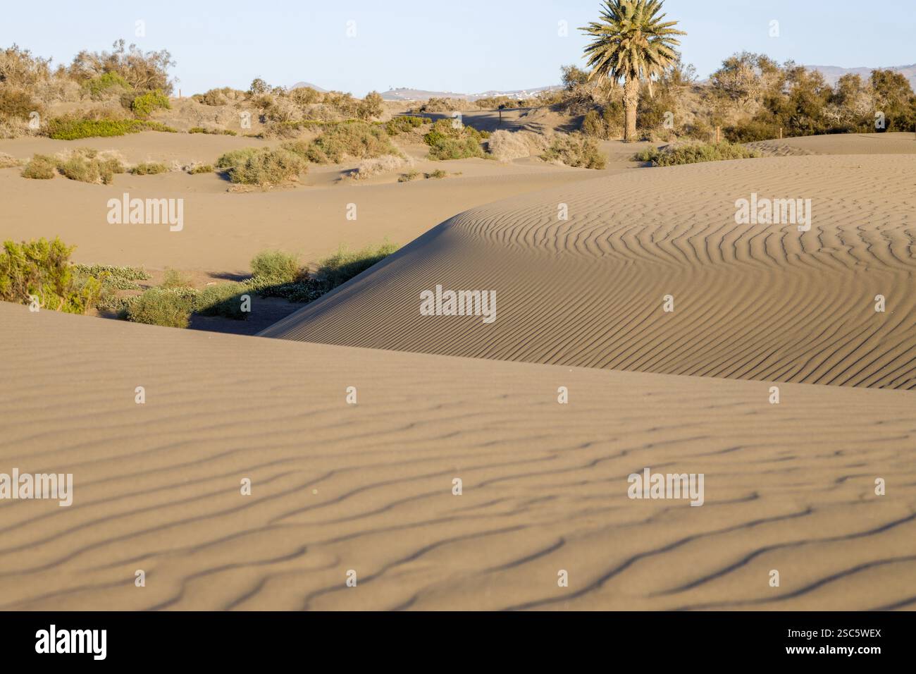 Dune di Maspalomas a Gran Canaria. Dune di sabbia con motivi, ombre e impronte deboli. Paesaggio desertico minimalista. Perfetto per la natura, t Foto Stock