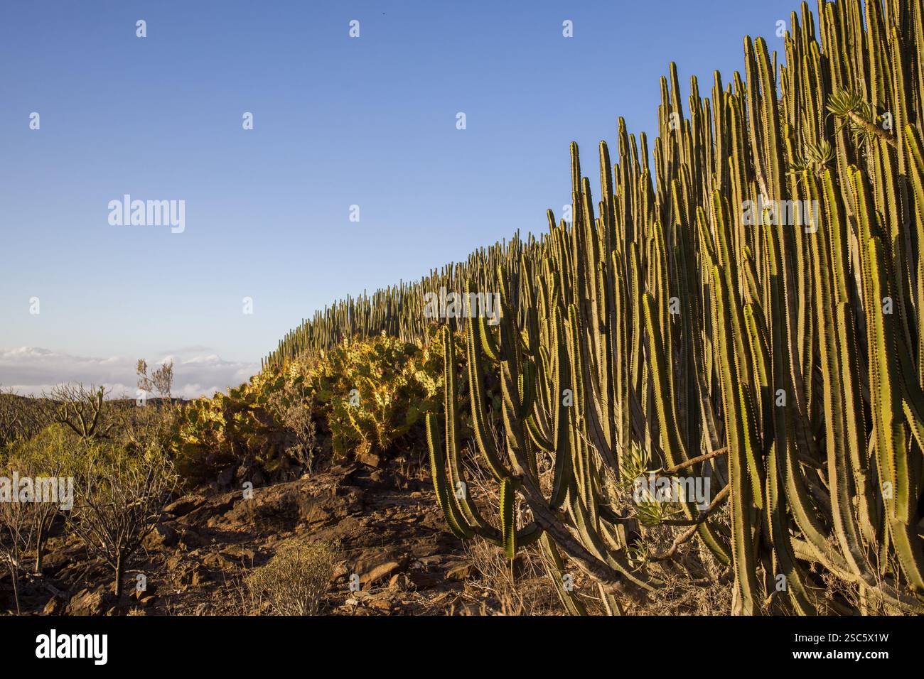 Euphorbia canariensis, l'isola delle Canarie sorge su una collina a Gran Canaria. Succulente come un cactus sotto un cielo azzurro. Perfetto per la natura, botanica Foto Stock