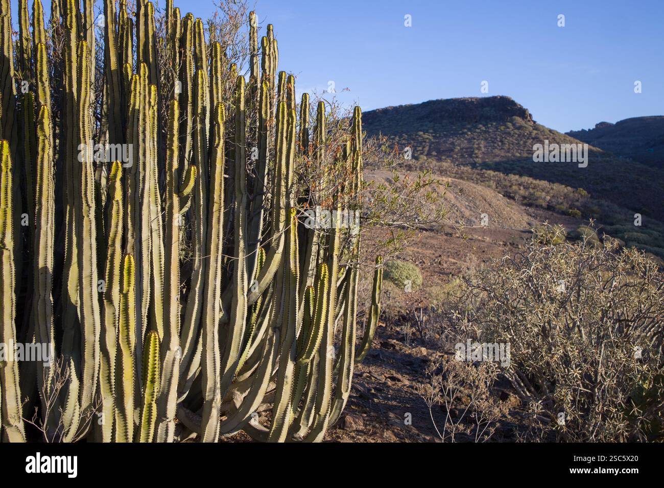 Euphorbia canariensis, l'isola delle Canarie sorge su una collina a Gran Canaria. Succulente come un cactus sotto un cielo azzurro. Perfetto per la natura, botanica Foto Stock
