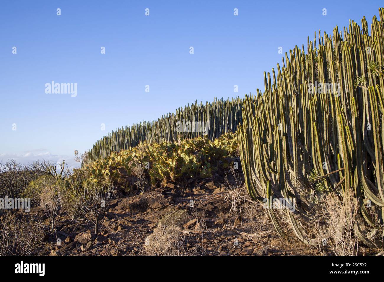Euphorbia canariensis, l'isola delle Canarie sorge su una collina a Gran Canaria. Succulente come un cactus sotto un cielo azzurro. Perfetto per la natura, botanica Foto Stock