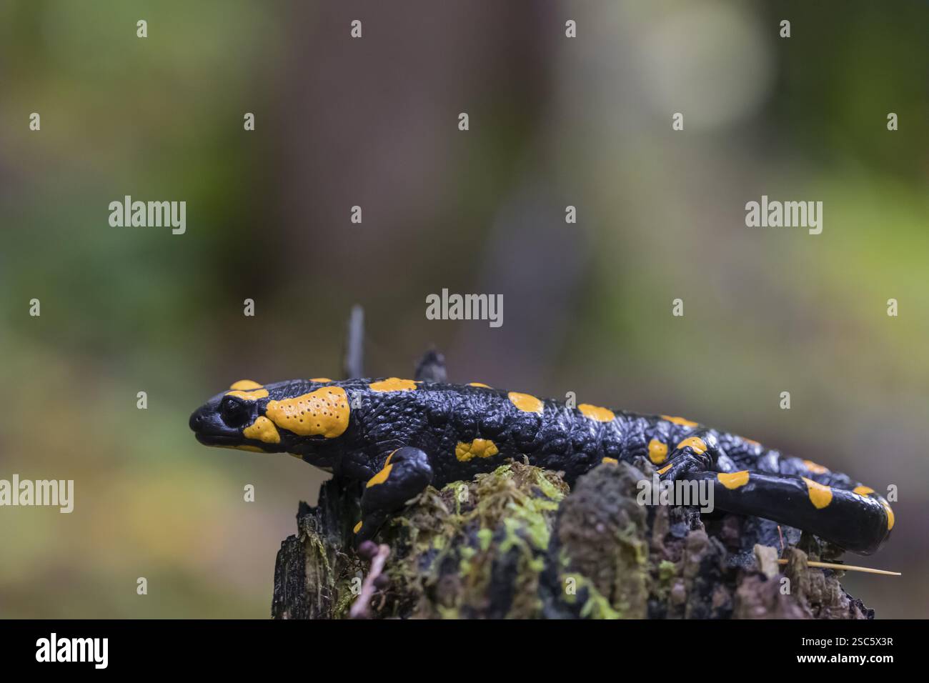 Una salamandra (Salamandra salamandra) poggia su un ceppo d'albero in un giorno di pioggia. Lo stato di conservazione della IUCN è quasi minacciato Foto Stock