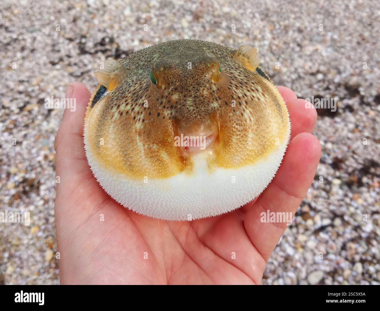 Con un pesce paffuto Foto Stock