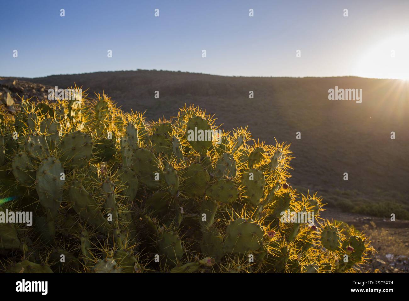 Il cactus di fichi d'India Opuntia con il sole che si illumina alle spalle, evidenziandone le spine. Paesaggio montuoso a Gran Canaria. Perfetto per la natura, botanica, de Foto Stock
