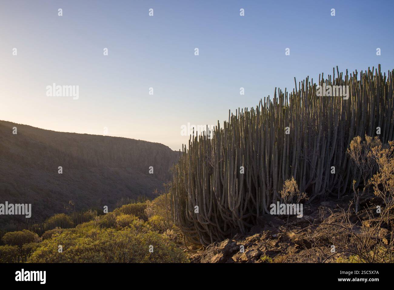 Euphorbia canariensis, l'isola delle Canarie sorge su una collina a Gran Canaria. Succulente come un cactus sotto un cielo azzurro. Perfetto per la natura, botanica Foto Stock
