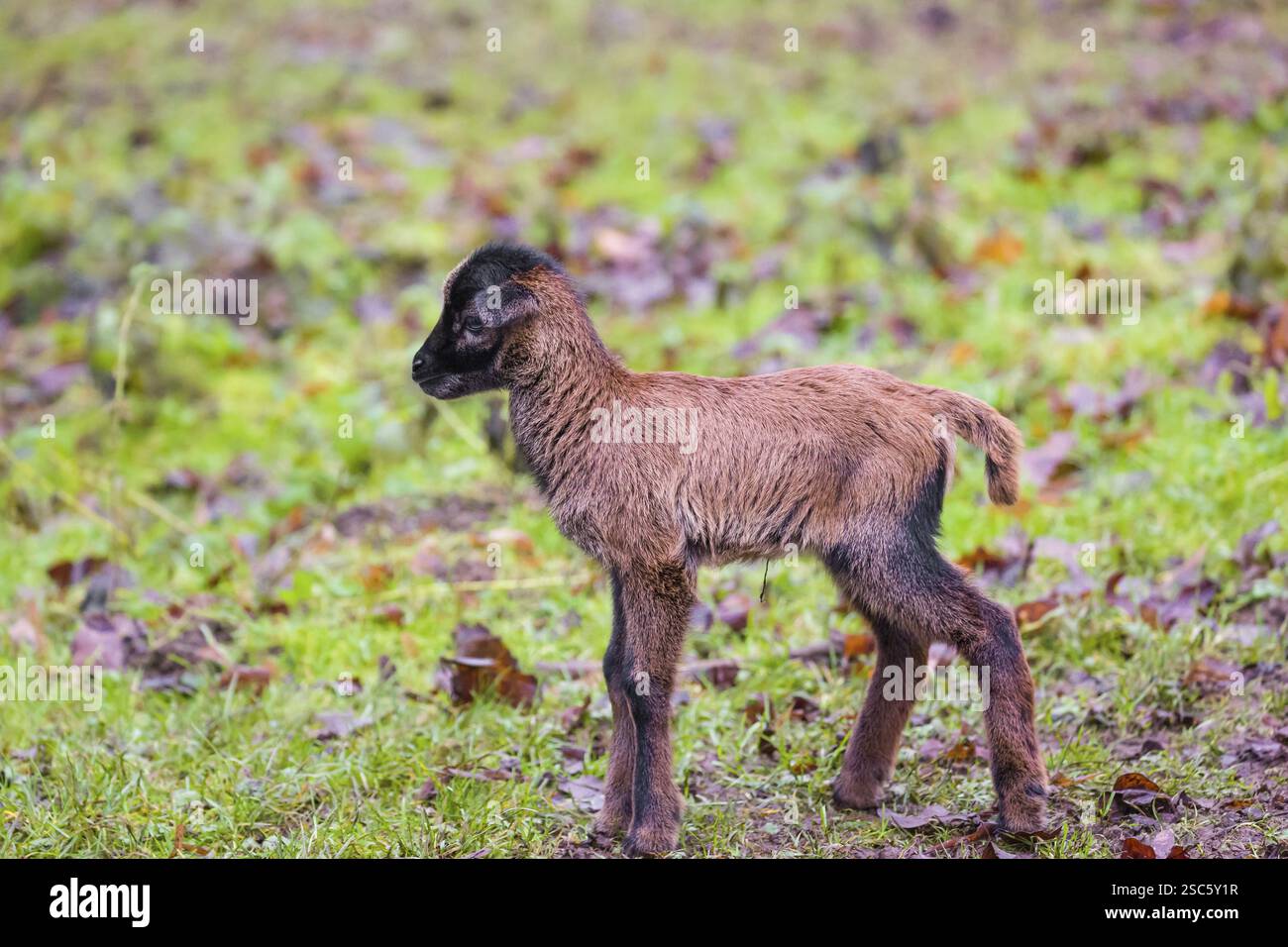 Un agnello nano del Camerun o del Camerun, Ovis gmelini aries, in una foresta Foto Stock