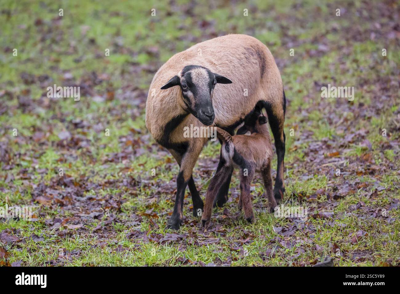 Una pecora nana camerunese o camerunese, Ovis gmelini, che succhia il suo agnello in una foresta Foto Stock