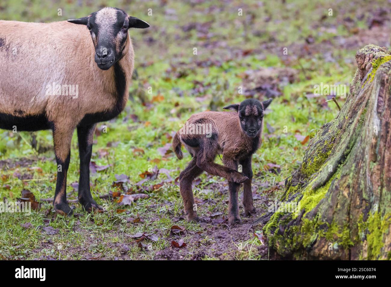Una femmina di pecora nana del Camerun o del Camerun, Ovis gmelini aries, e il suo agnello si stagliano sul bordo di una foresta Foto Stock