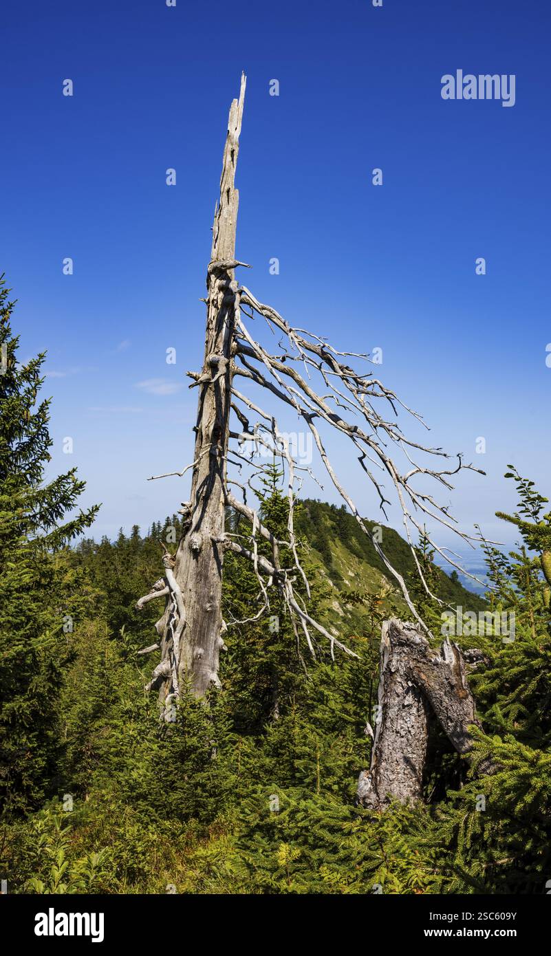 Albero del tempo sul percorso da Ochsenberg a Eibleck, gruppo Osterhorn, Salzkammergut, provincia di Salisburgo, Austria, Europa Foto Stock
