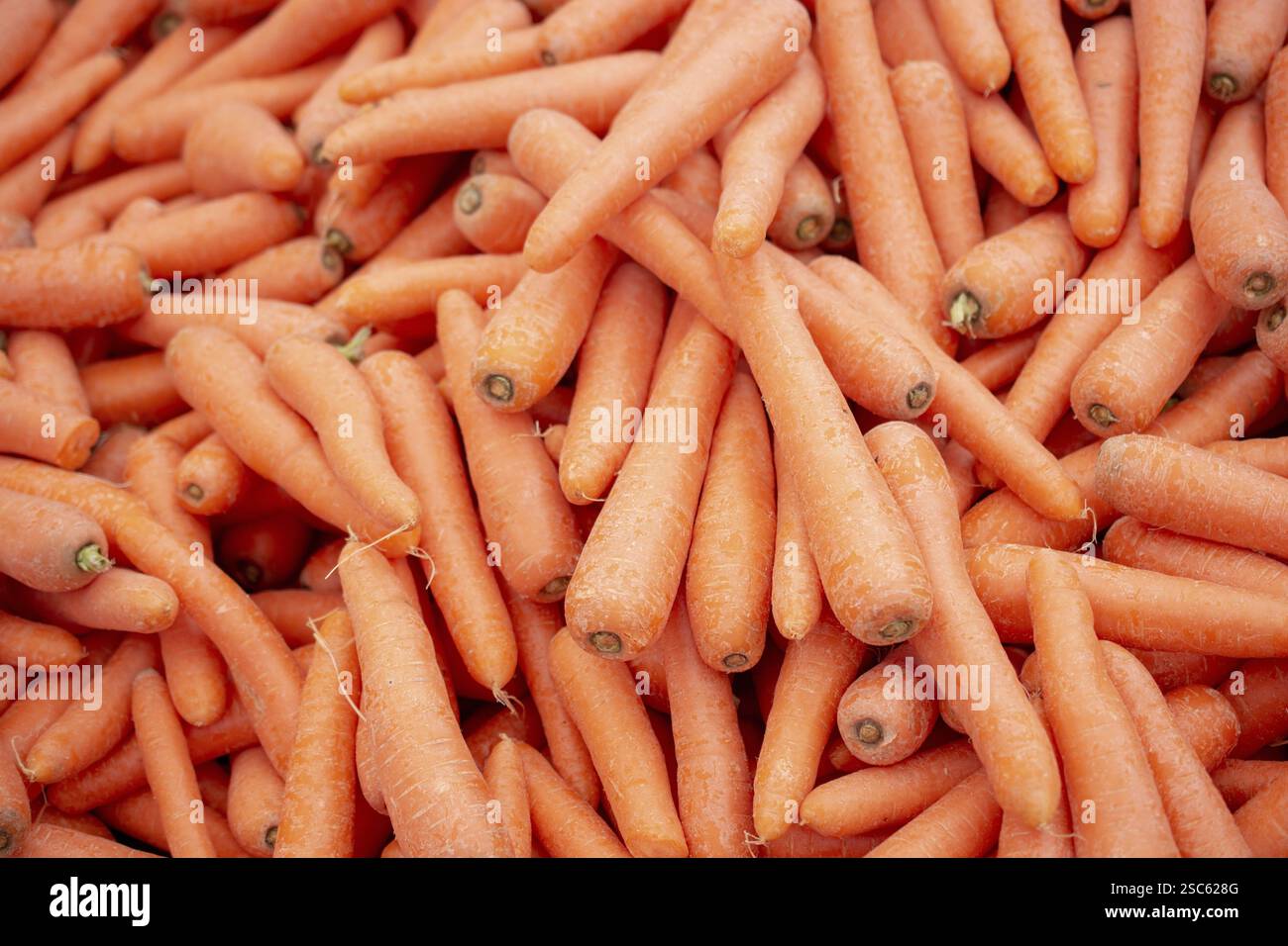 Fondo di carote grandi e fresche Foto Stock