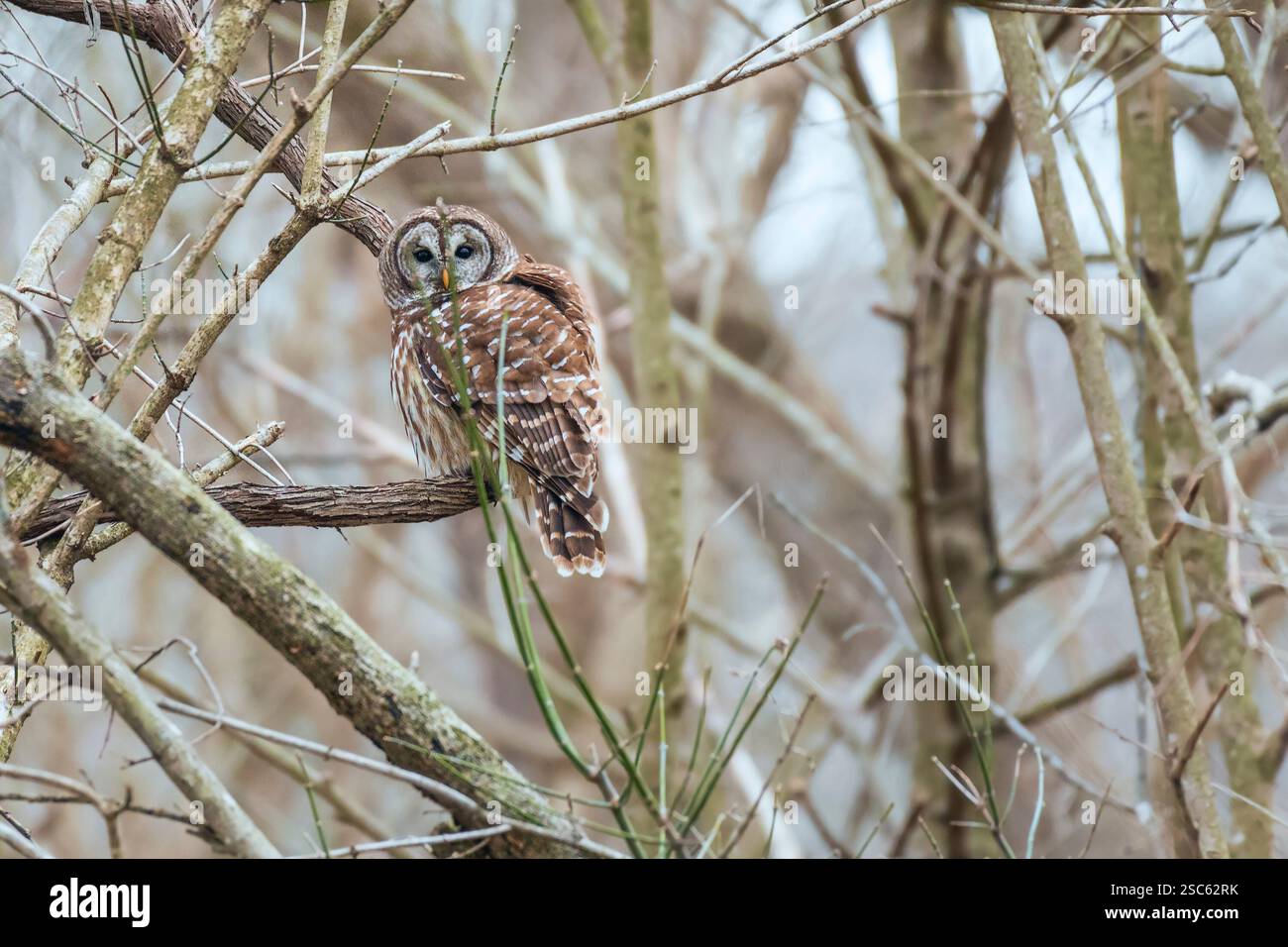 Un gufo barrato (Strix varia) in inverno. Chesapeake e Ohio Canal National Historical Park. Maryland. STATI UNITI Foto Stock