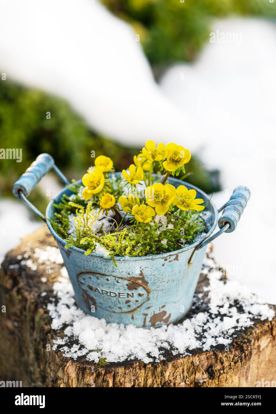 Composizione floristica con fiori d'aconite gialli invernali e moos in un antico vaso turchese d'epoca con mosto da giardino nel giardino coperto di neve. R Foto Stock