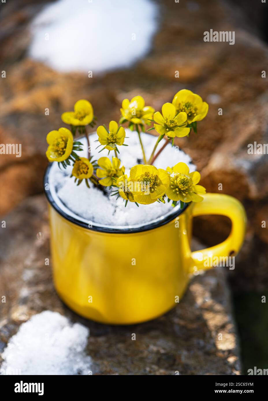 Fiori invernali in aconite in una tazza gialla con neve su pietra da giardino. Messa a fuoco morbida selettiva. (Eranthis hyemalis) concetto di giardinaggio Foto Stock