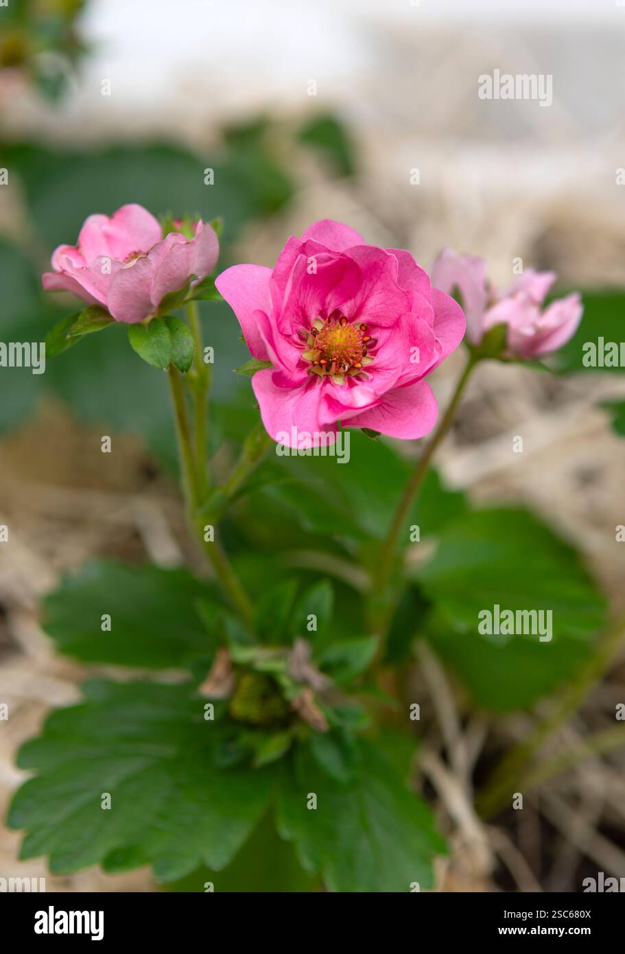Pianta ornamentale di fragole in fiore. Brezza estiva variegata. Foto Stock