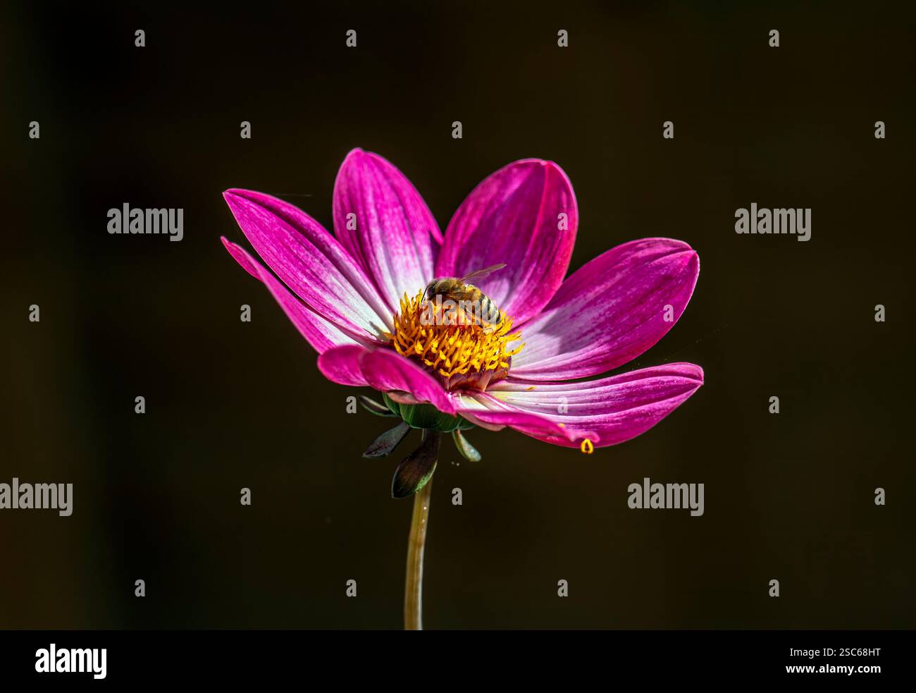 Vivace fiore Dahlia, varietà Dahlia Magenta Bicolor, con un'unica ape miele che si nutre di polline Foto Stock