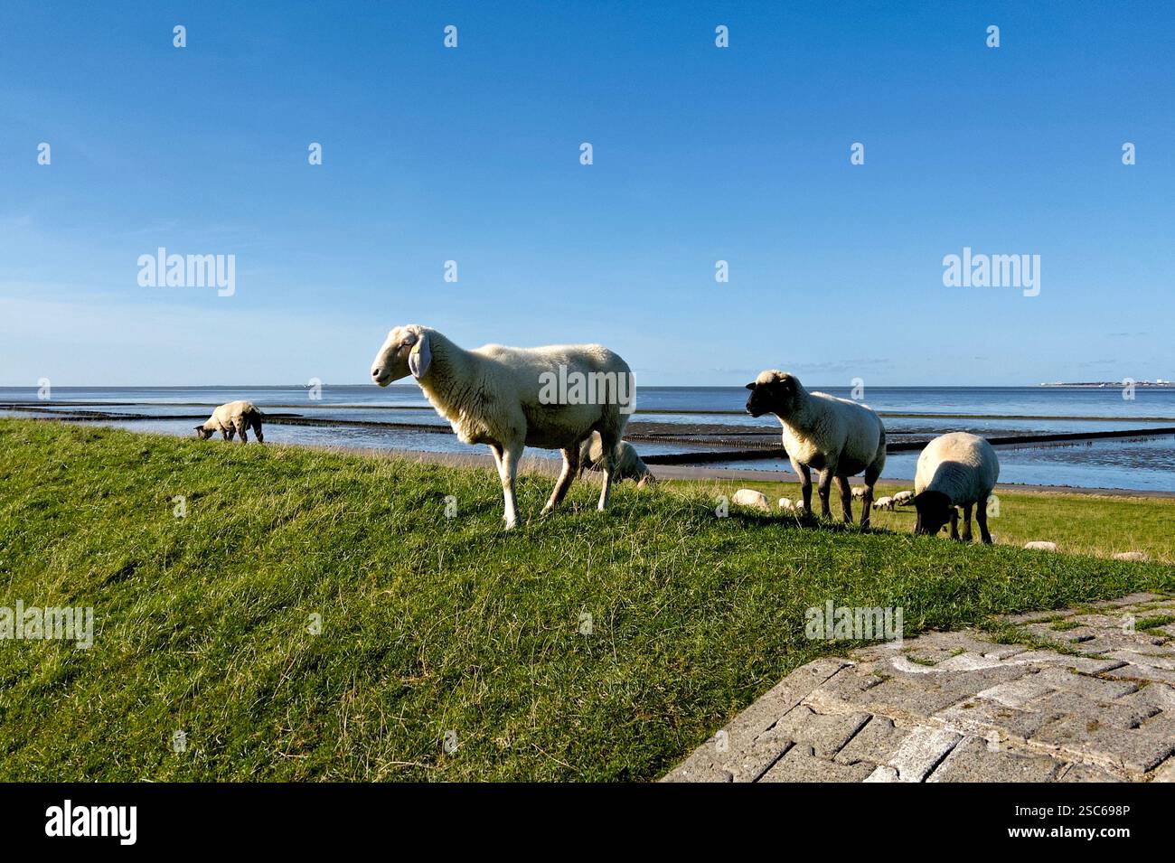 Pascolo di pecore su una diga nella Frisia orientale, cielo blu. Germania, Frisia Orientale, Norddeich. Versione 4 Foto Stock