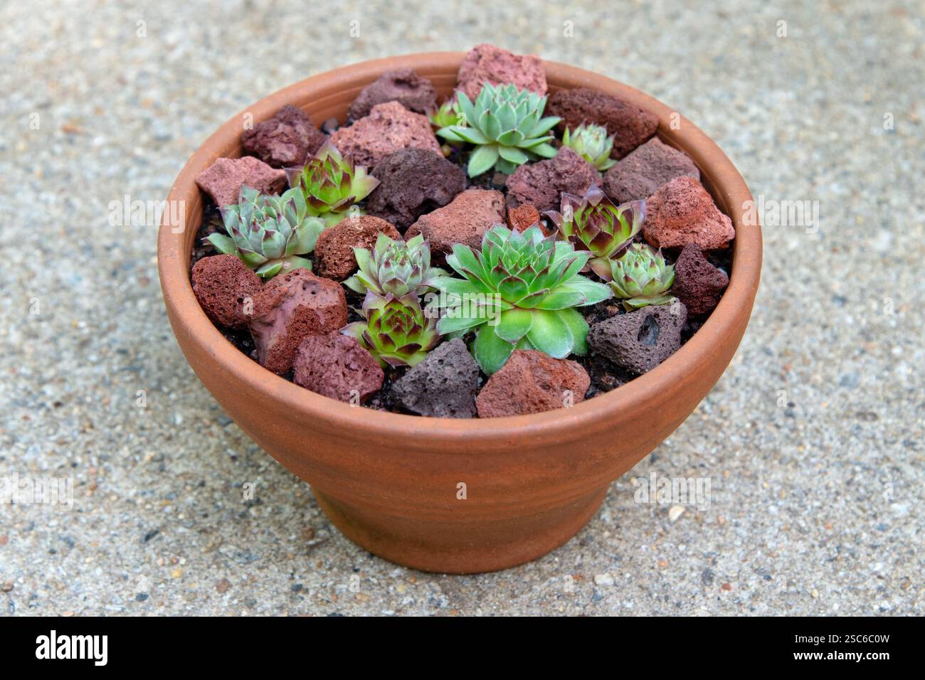 Diversi Sempervivum (galline e pulcini) crescono in una pentola rotonda di terracotta, incastonata tra rocce laviche. Foto Stock