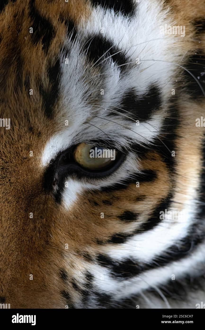 Faccia del primo piano della tigre di Amur. Tigre. Tigre siberiana, tigre Amur. Foto Stock