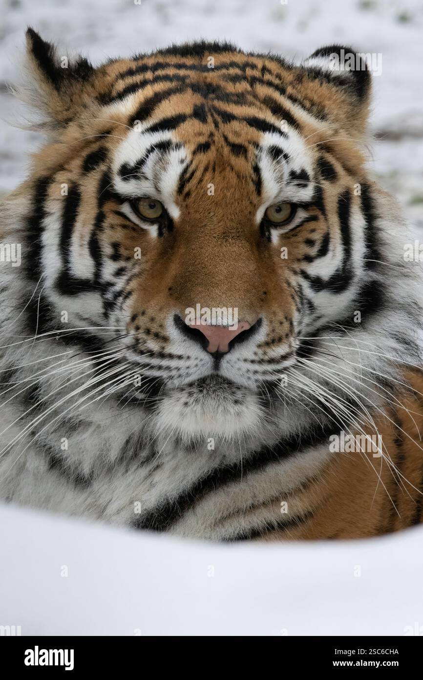Dettaglio della testa di youg tigre siberiana in inverno - Panthera tigris altaica - in via di estinzione in IUNC Lista rossa Foto Stock