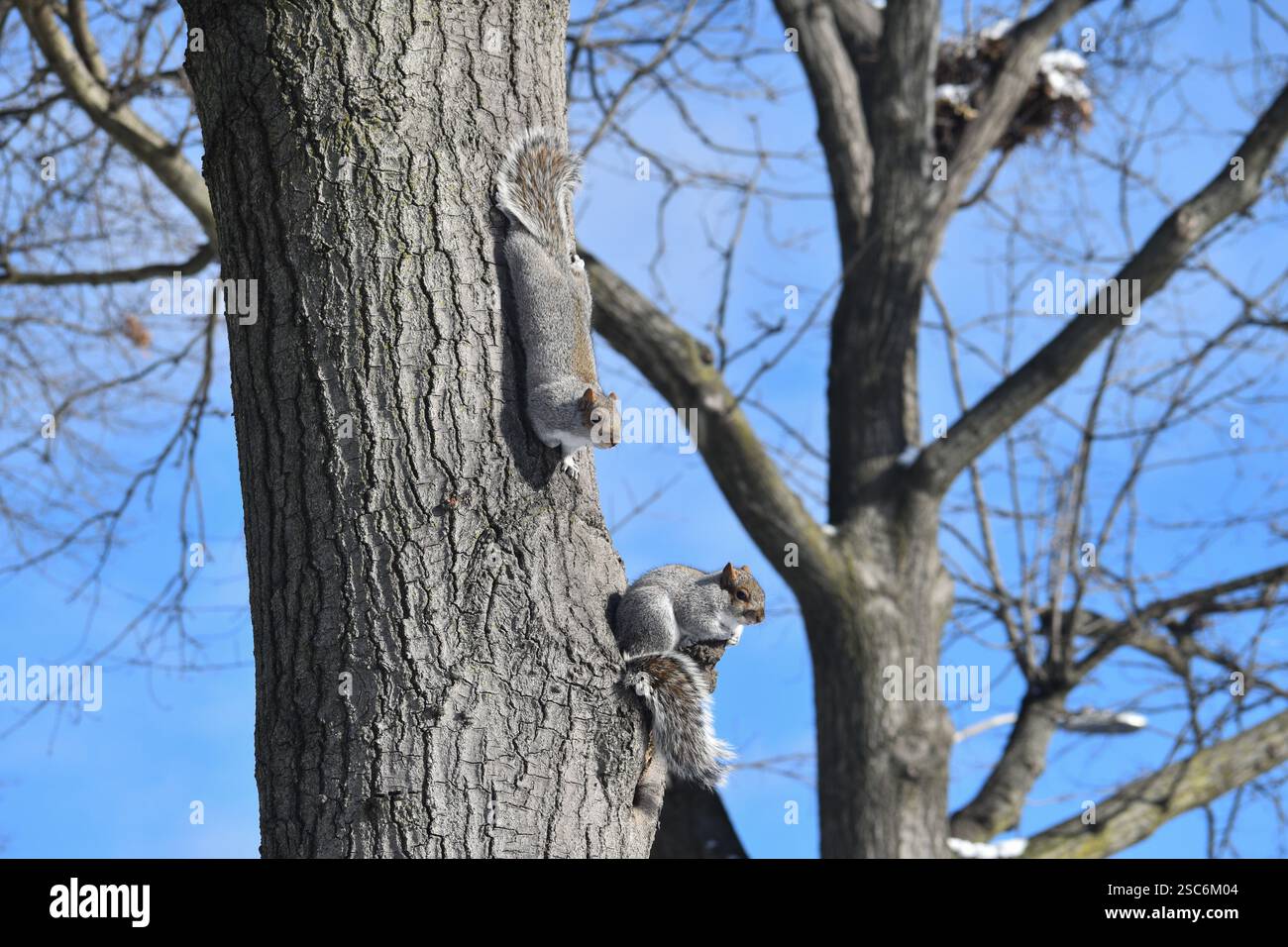 Scoiattoli grigi orientali sull'albero Foto Stock