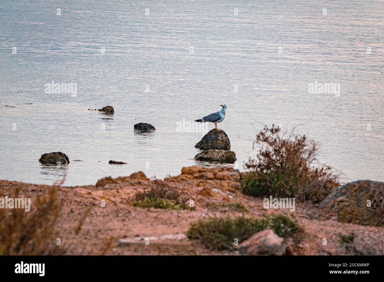 Gabbiani nel Mar Mediterraneo. Foto Stock