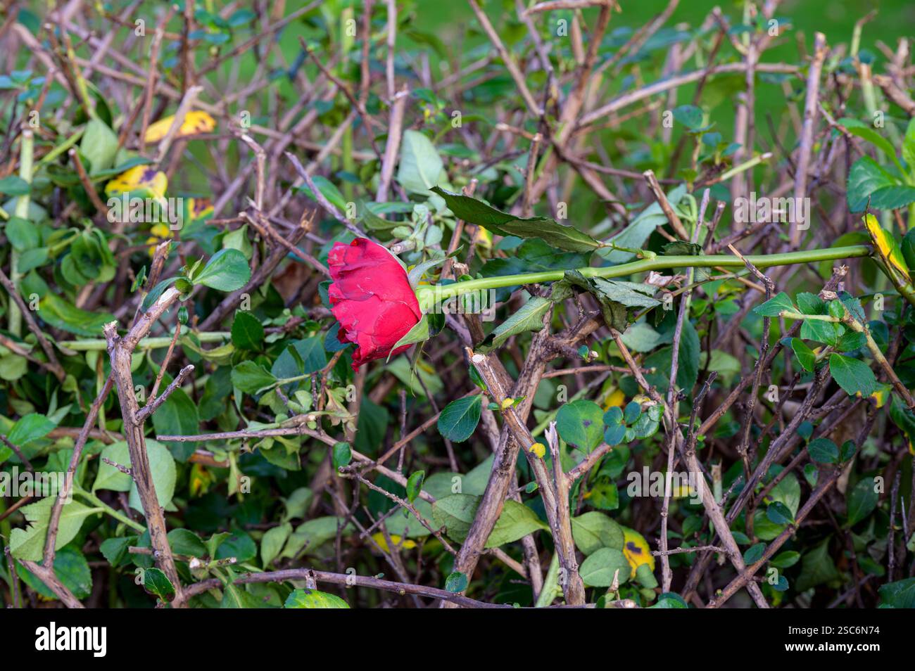 Un unico gambo rosso di rosa abbandonato su un cespuglio, Scozia, Regno Unito, Europa Foto Stock