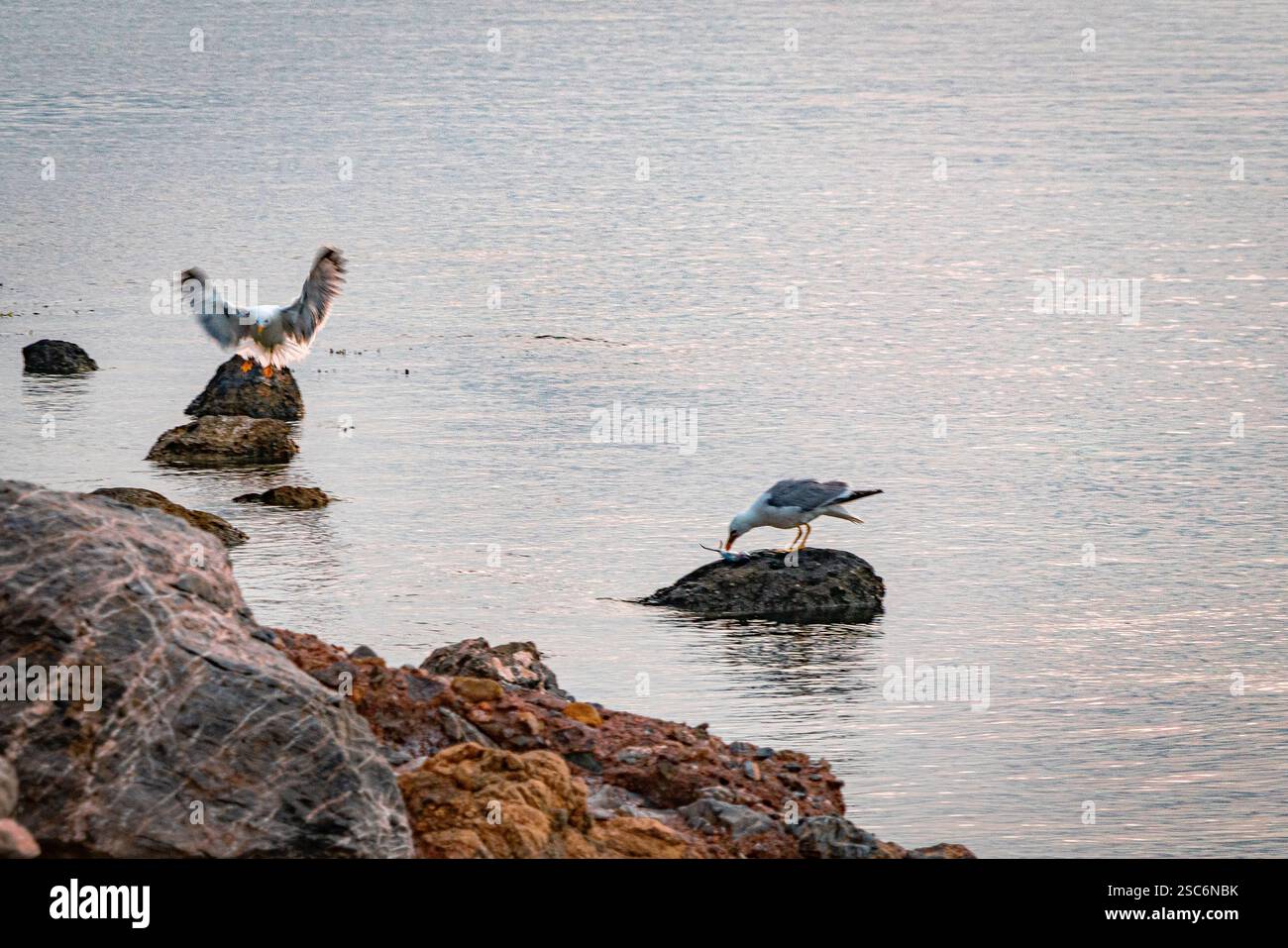 Gabbiani nel Mar Mediterraneo. Foto Stock