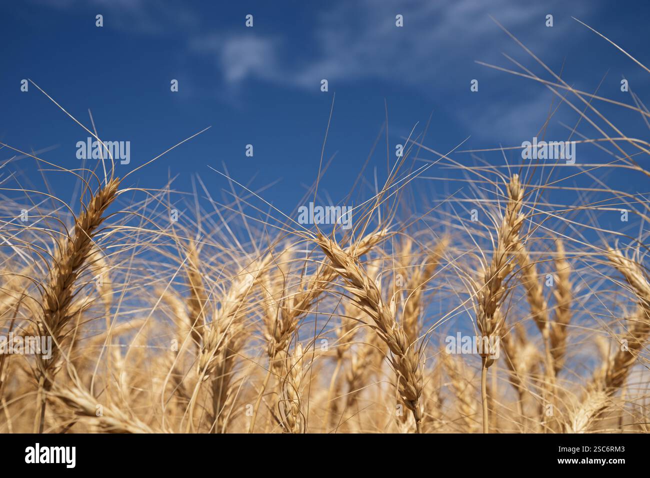 vista ravvicinata delle teste di semi di grano maturo in un campo Foto Stock