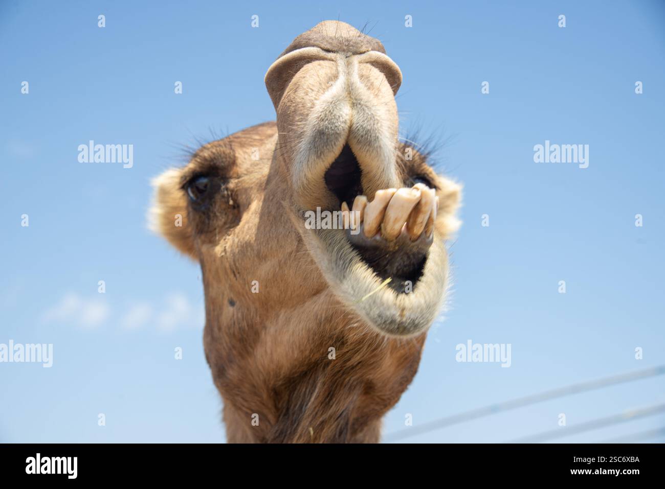 Primo piano della testa di cammello nel deserto dell'Oman Foto Stock