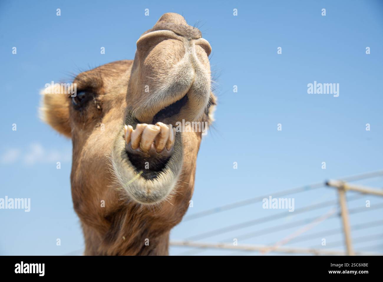 Primo piano della testa di cammello nel deserto dell'Oman Foto Stock