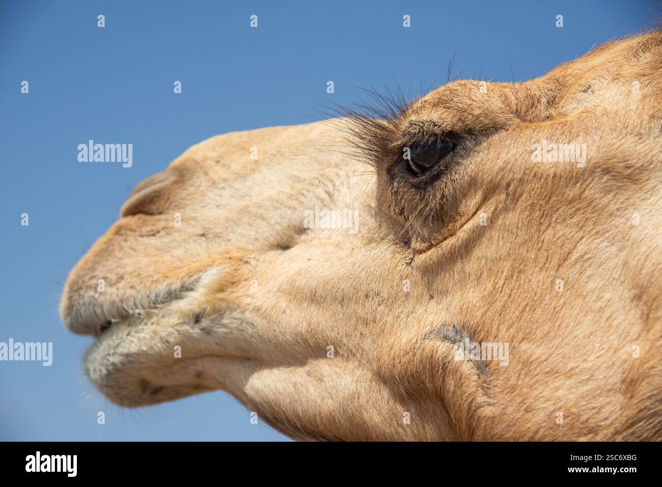 Primo piano della testa di cammello nel deserto dell'Oman Foto Stock
