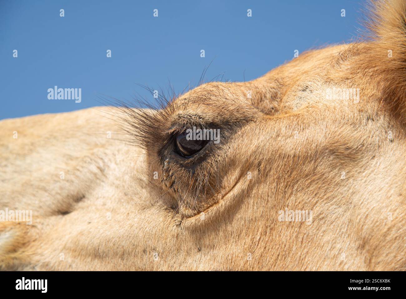 Primo piano della testa di cammello nel deserto dell'Oman Foto Stock