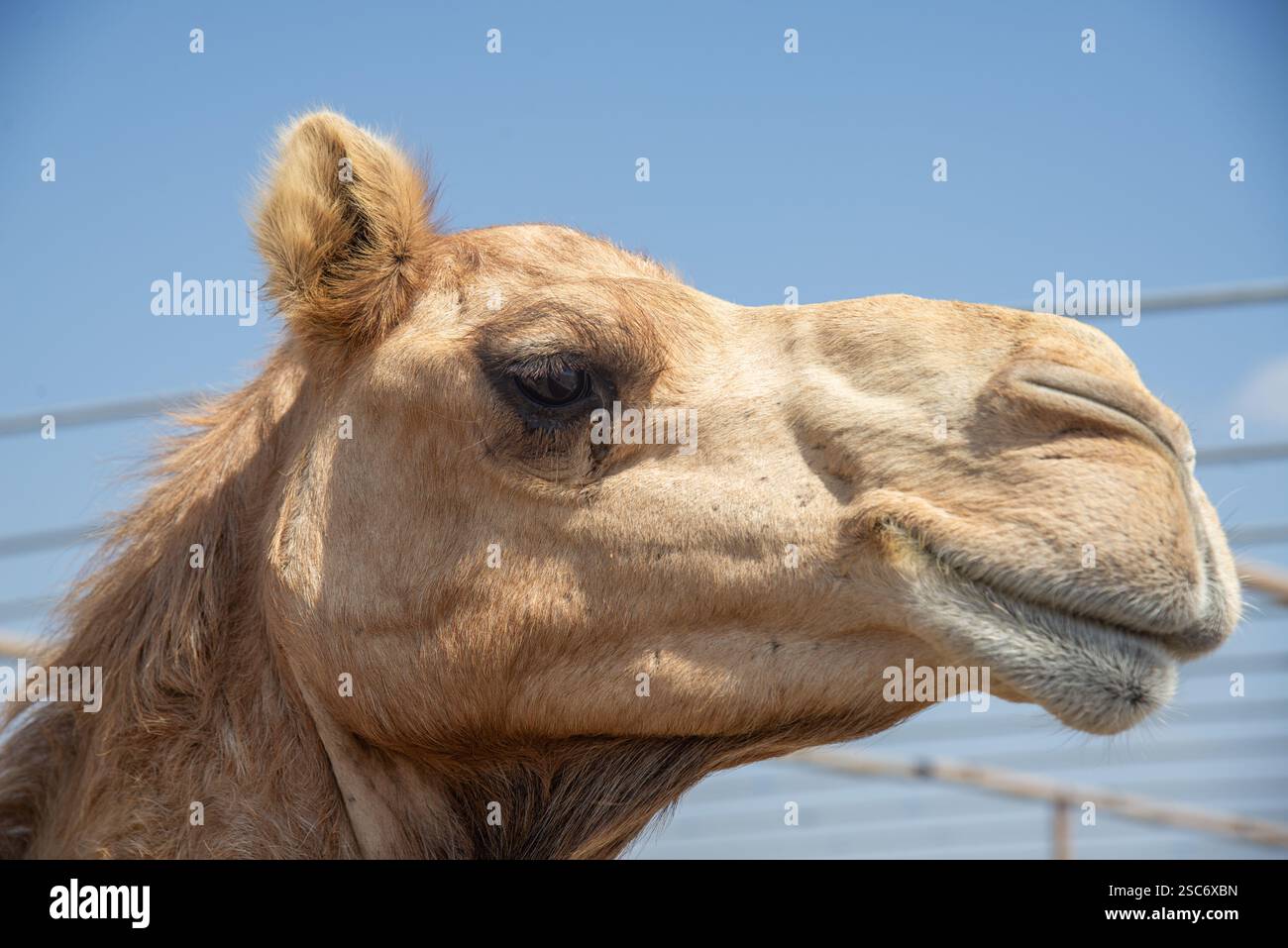 Primo piano della testa di cammello nel deserto dell'Oman Foto Stock