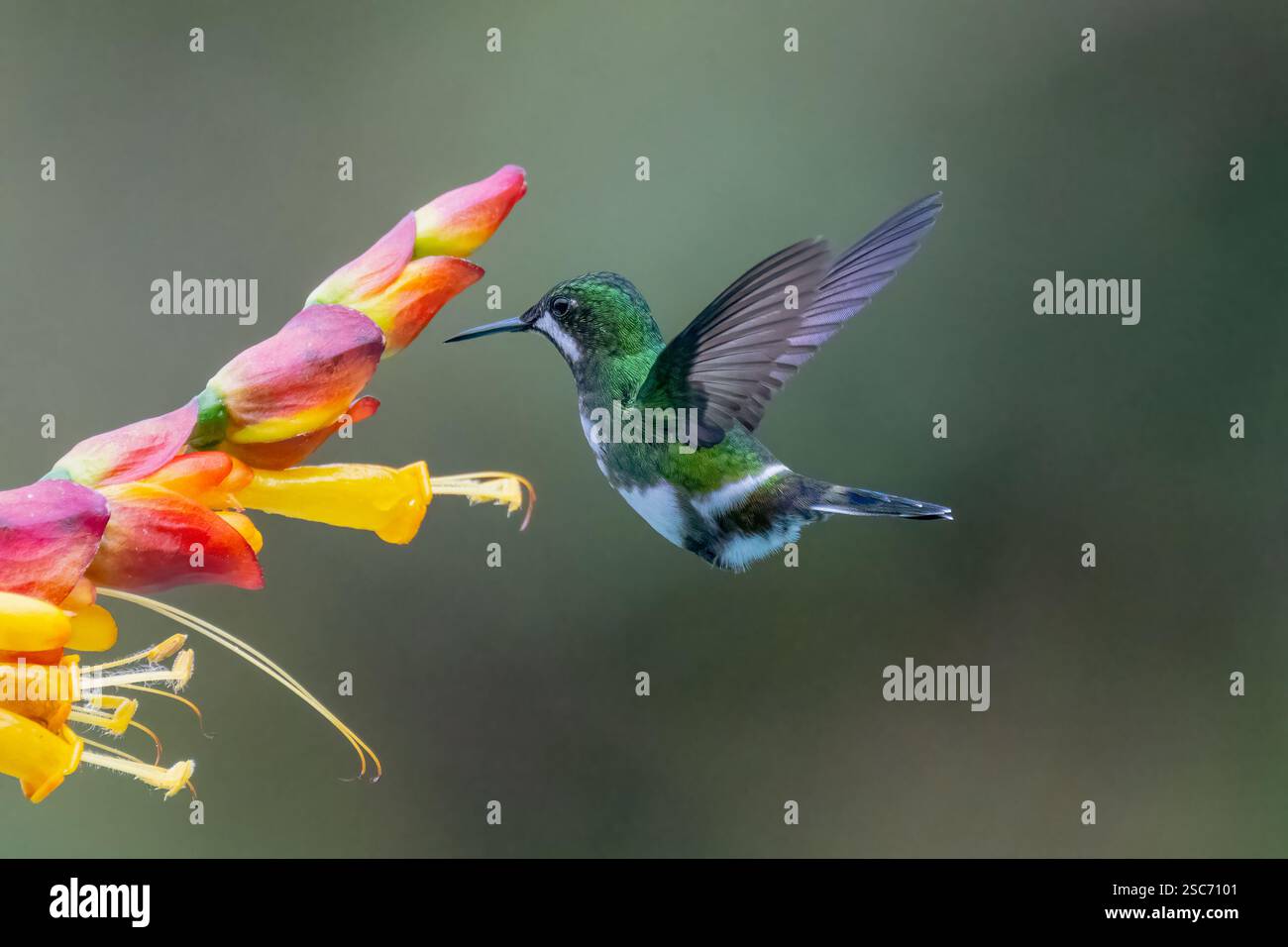 Coda verde (Discosura conversii) in volo con le ali aperte, vicino a Cali, Valle del Cauca, Colombia Foto Stock