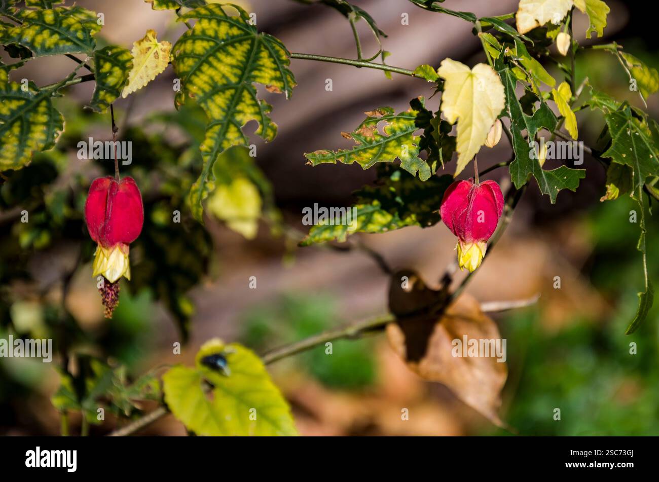 Abutilon megapotamicum o Callianthe megapotamica (Trailing abutilon) Foto Stock