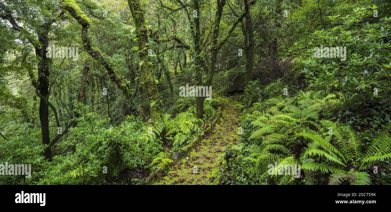 Percorso nel Parque da pena, Parco naturale Sintra-Cascais, Lisbona, Portogallo Foto Stock