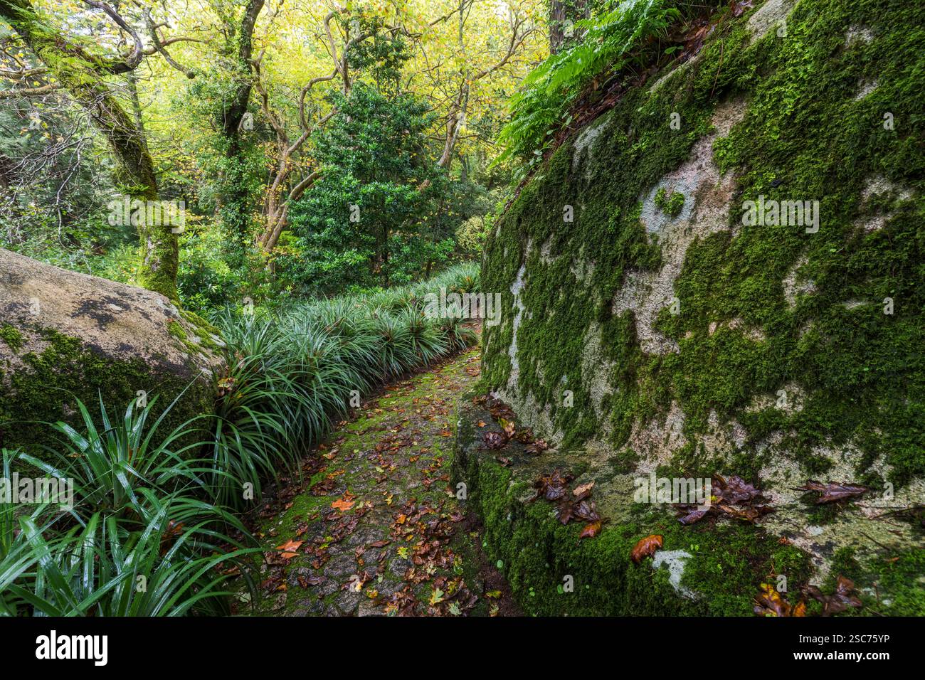 Percorso nel Parque da pena, Parco naturale Sintra-Cascais, Lisbona, Portogallo Foto Stock