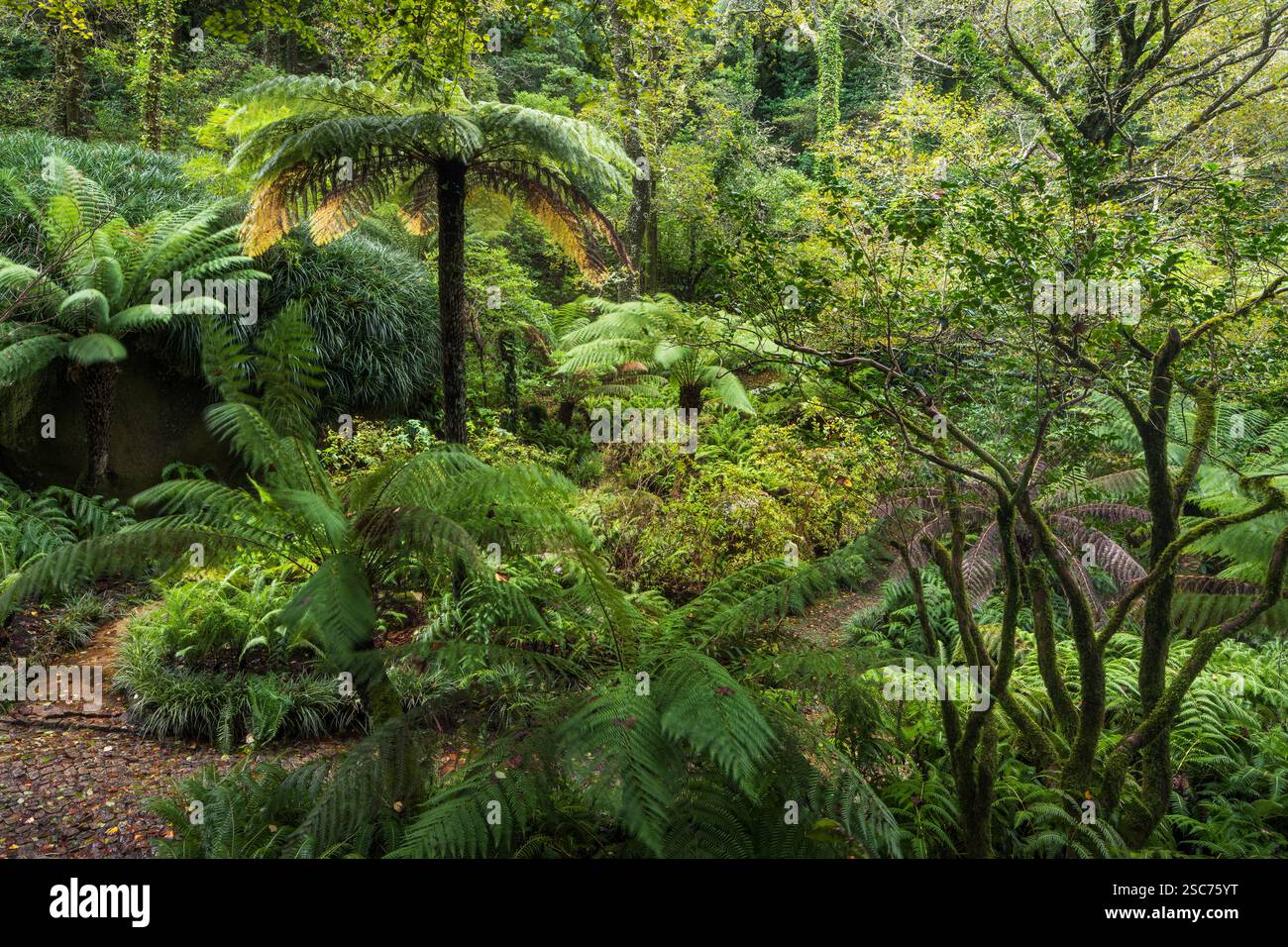 Percorso nel Parque da pena, Parco naturale Sintra-Cascais, Lisbona, Portogallo Foto Stock