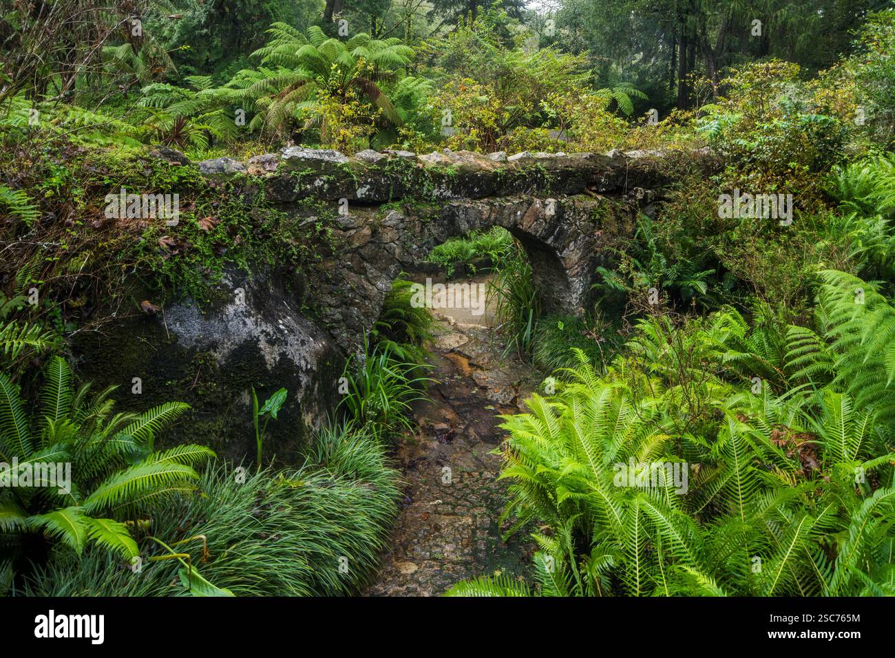 Percorso nel Parque da pena, Parco naturale Sintra-Cascais, Lisbona, Portogallo Foto Stock