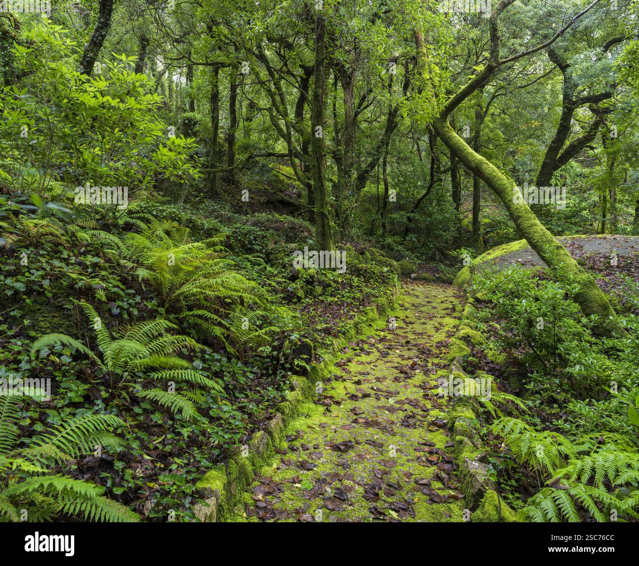 Percorso nel Parque da pena, Parco naturale Sintra-Cascais, Lisbona, Portogallo Foto Stock