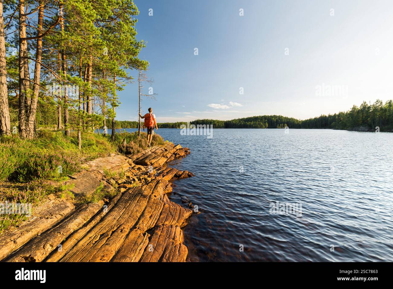 Un uomo nella riserva naturale di Glaskogen, contea di Värmland, Svezia Foto Stock