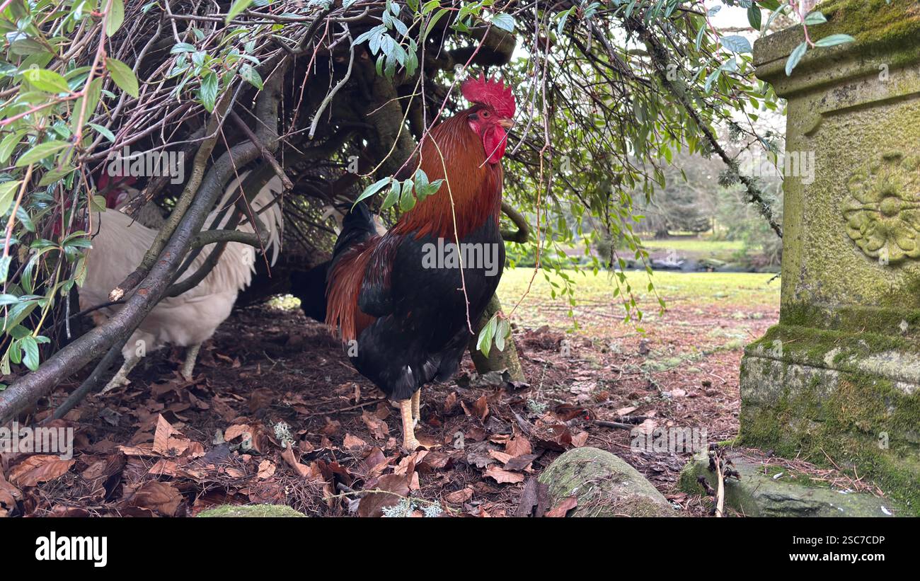 Bellissime polli e galline in un giardino rilassante con erba e cespugli. Animali selvatici nella fattoria. Foto Stock